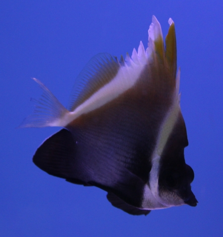  Heniochus varius (Humphead Bannerfish, Brown Bannerfish)